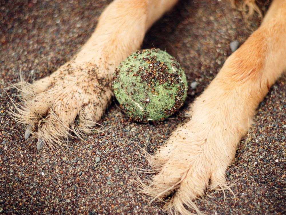 cão com sua bolinha