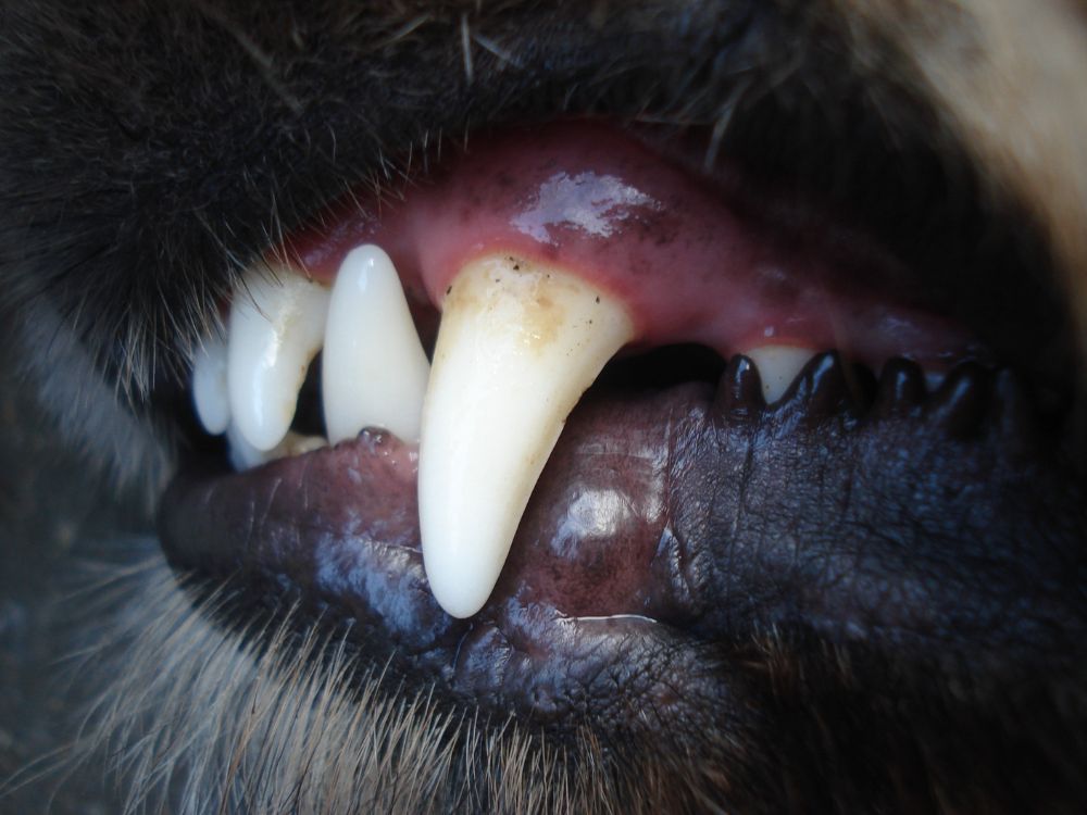 os dentes do cachorro