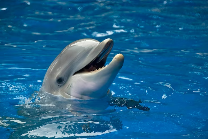 imagem para mostrar demência em golfinhos