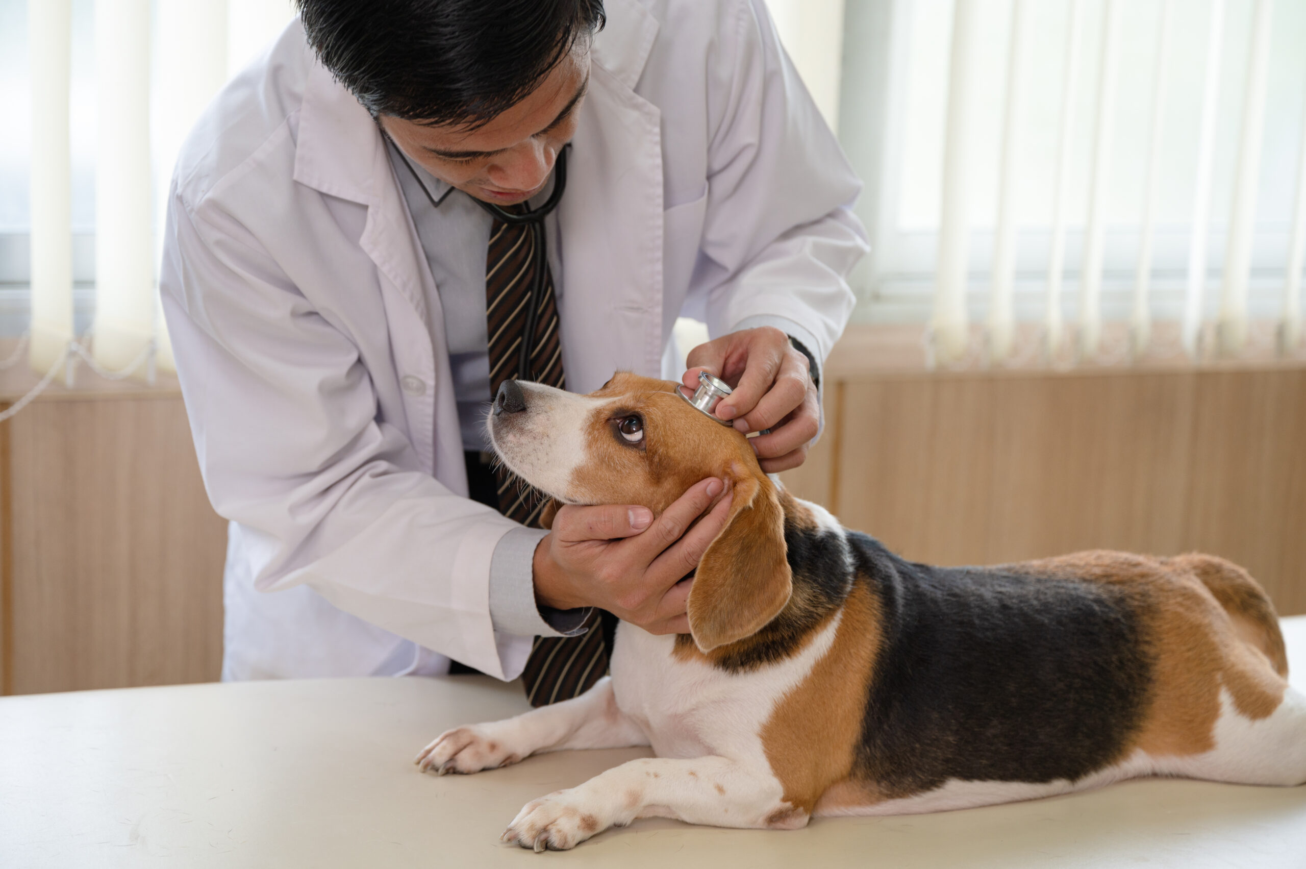 Entendendo a febre maculosa em cachorros e gatos 1 Male veterinarian using stethoscope examining a beagle dog breed