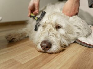 Limpando os pelos do cachorro - Foto: Canva