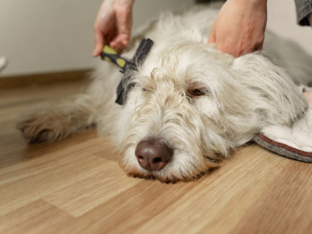 manutenção dos pelos do cachorro