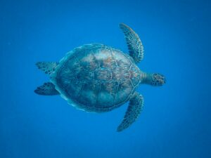 tartaruga - Foto: Pexels