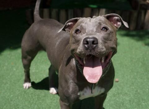 pit bull dog playing in the park. Sunny day
