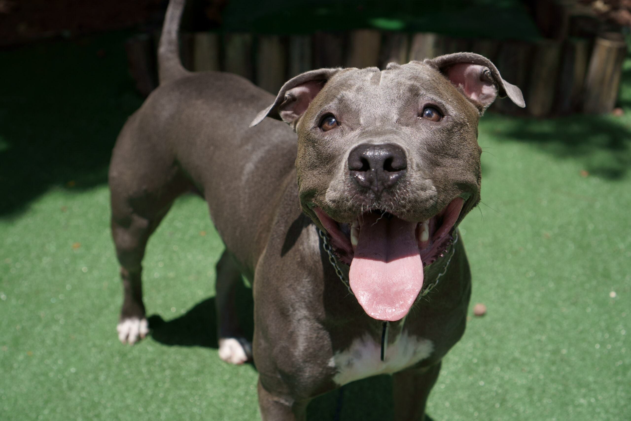 pit bull dog playing in the park. Sunny day