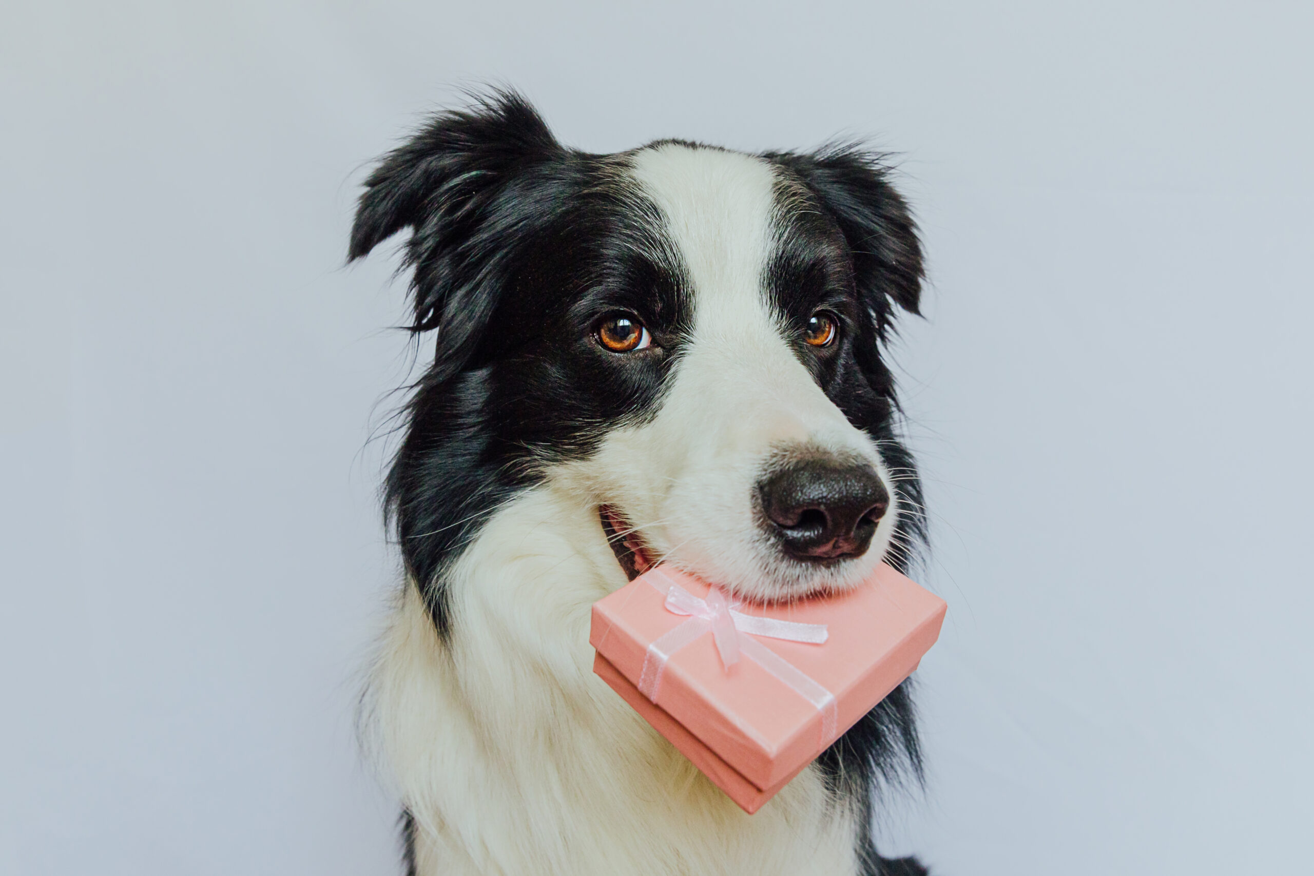 Puppy dog border collie holding pink gift box in mouth isolated on white background. Christmas New Year Birthday Valentine celebration present concept. Pet dog on holiday day gives gift. I'm sorry.