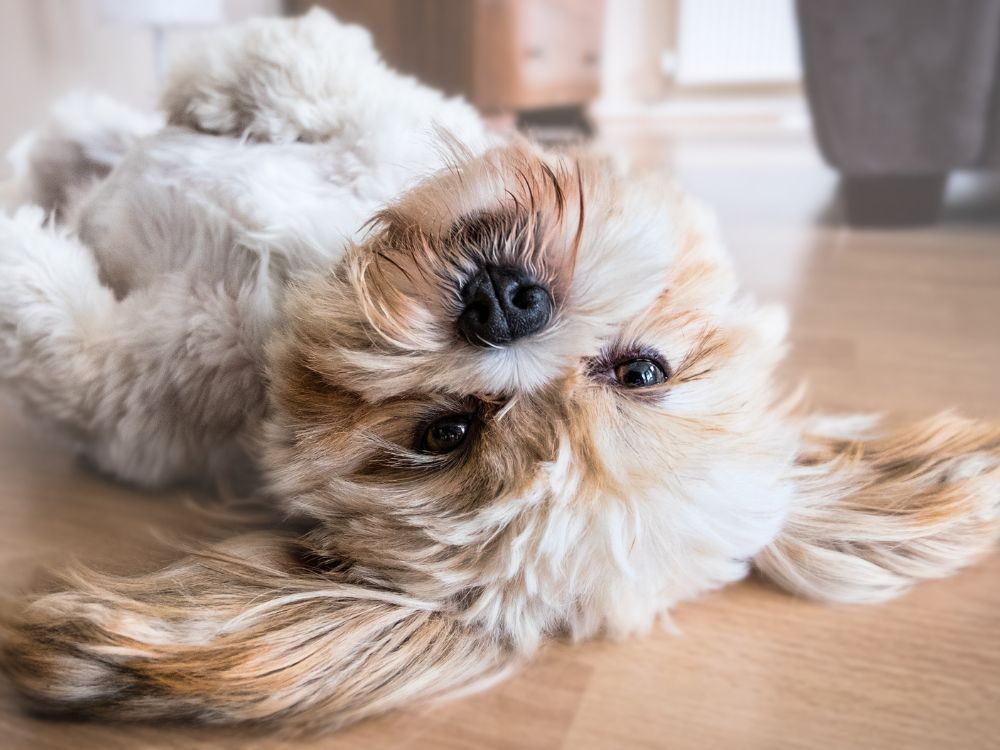 cão deitado