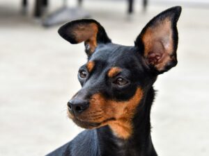 O Pinscher é um cachorro de pelo curto que requer alguns cuidados - Foto: Canva