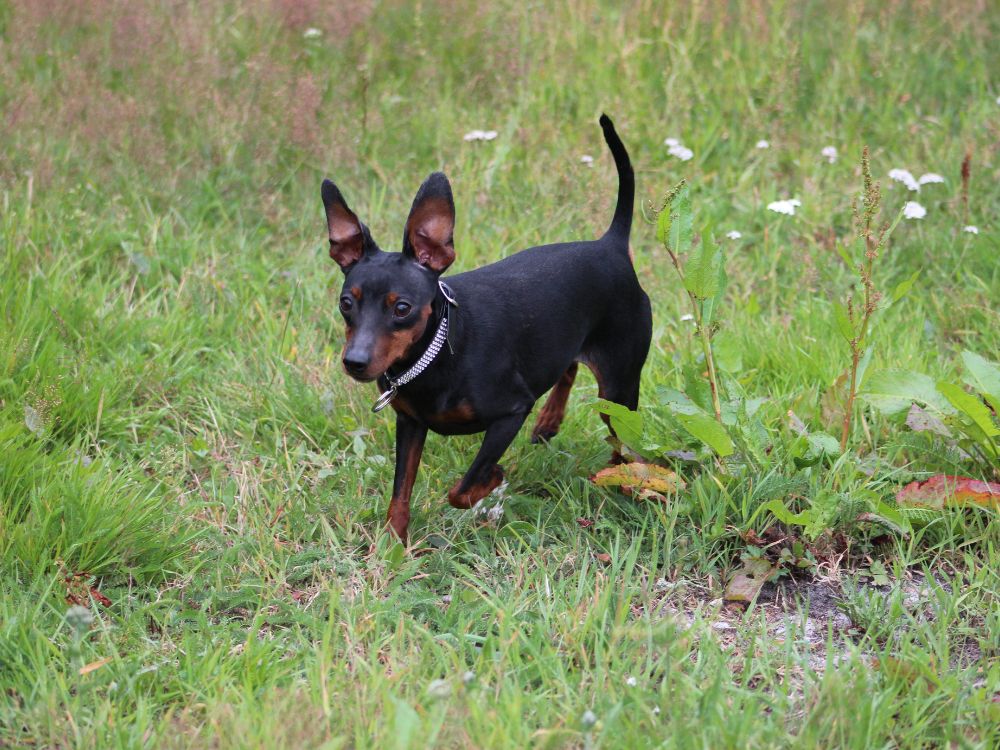 Cuidados com cães de pelo curto