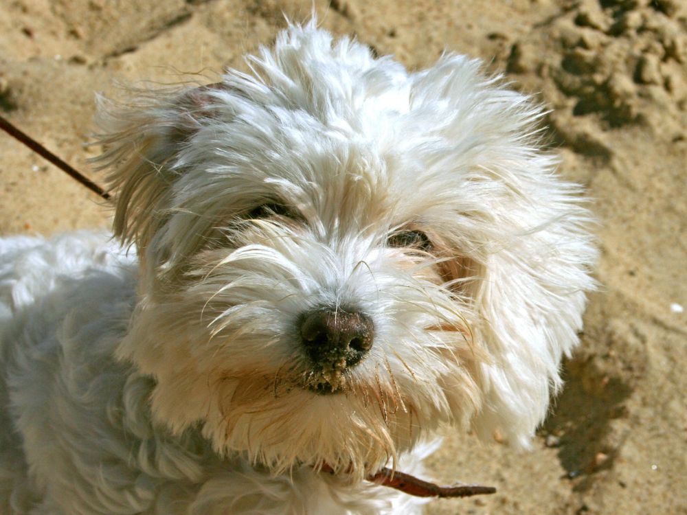 Cuidados com cães de pelo longo