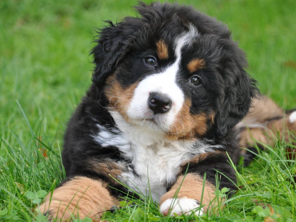 cachorro no gramado