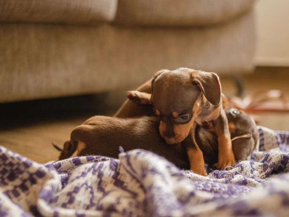 o que muda em nossa rotina ao adotar um cão