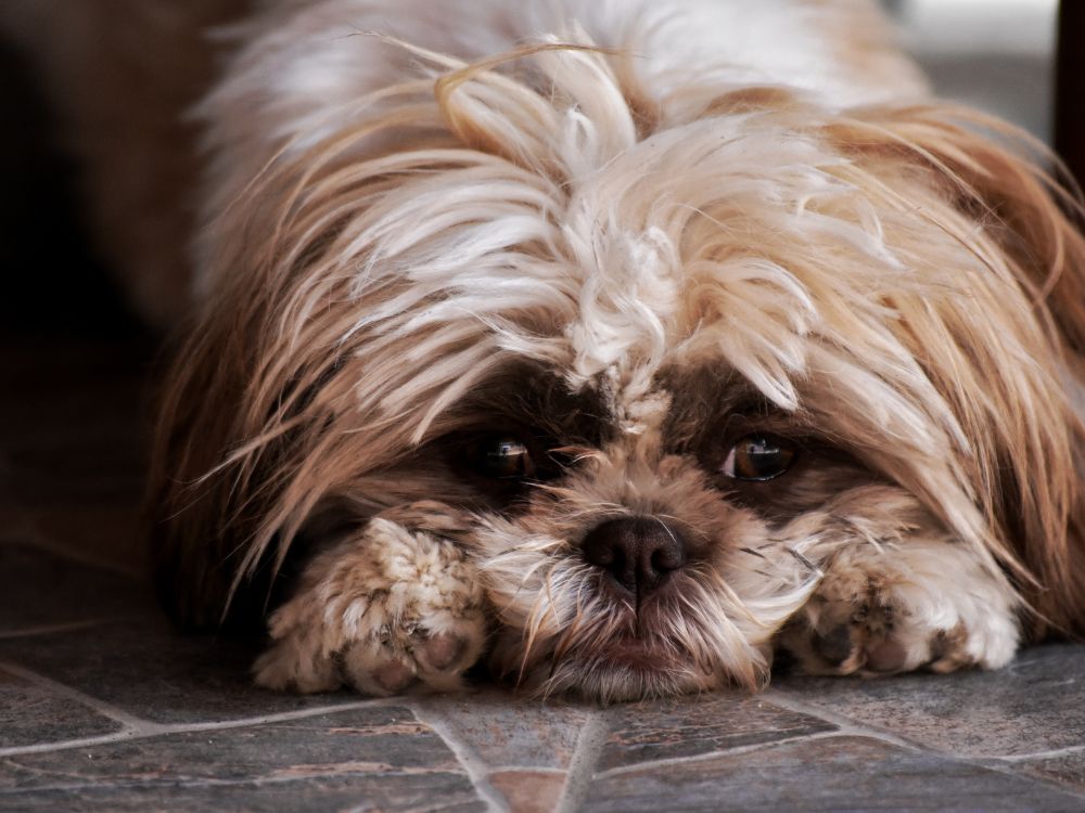 Entenda os principais sinais de dor em cachorros 2 Sinais de dor em cachorro