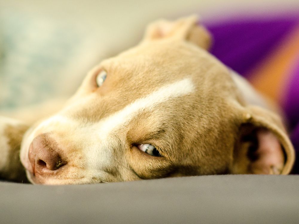 Sinais de dor em cachorro