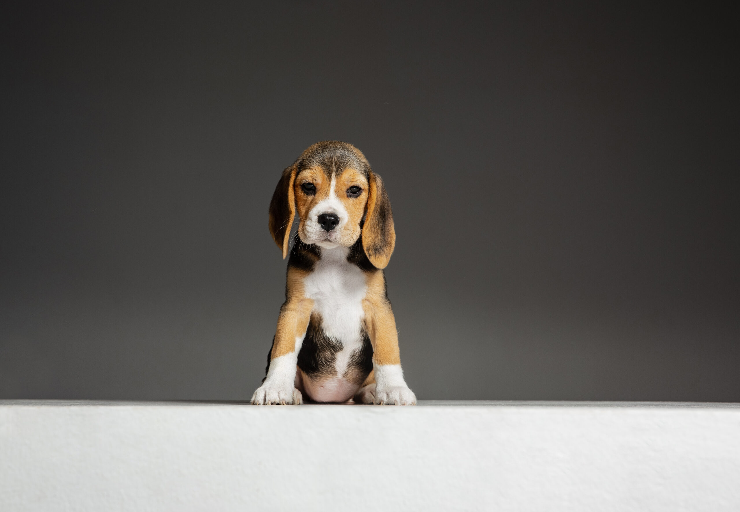 Studio shot of beagle puppy on grey studio background