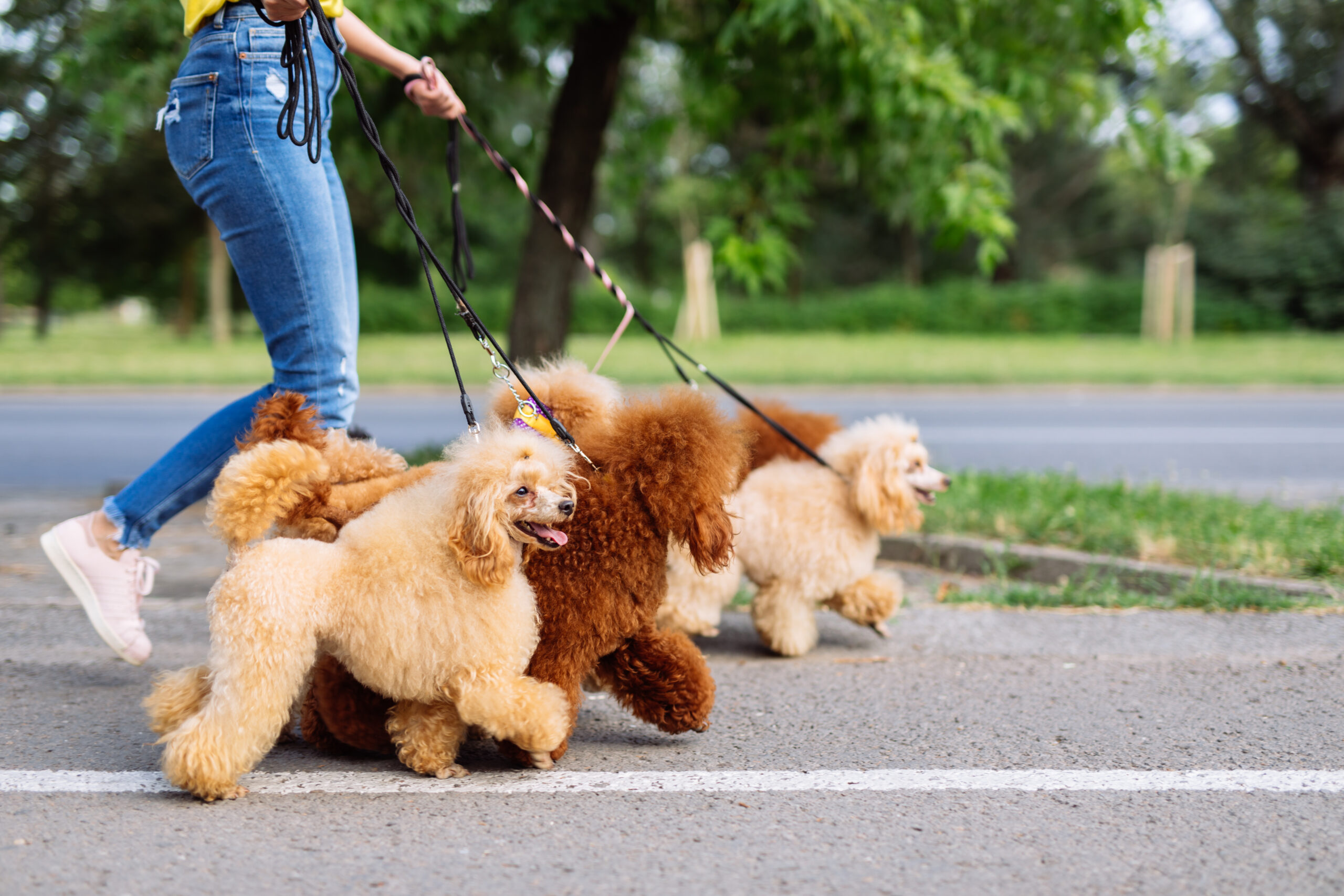 beautiful-middle-age-blonde-woman-enjoys-walking-with-her-adorable-miniature-poodles
