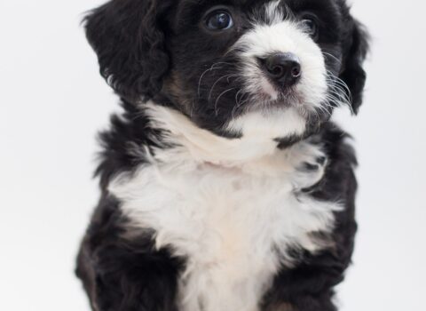 Bernedoodle