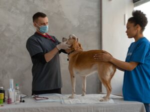A castração canina é um fator benéfico muito grande para os cães - Foto: Canva
