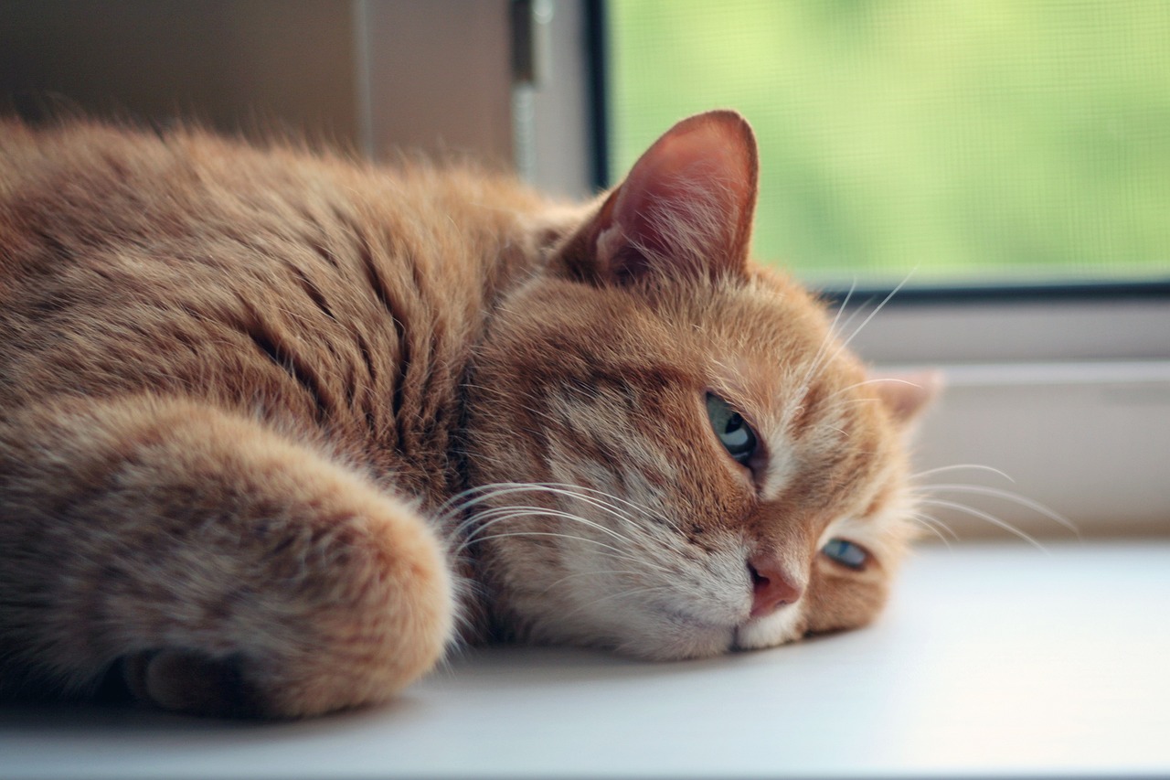Gato triste