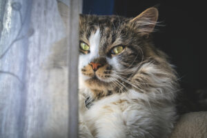 A closeup shot of a cute fluffy Maine Coon cat by the window