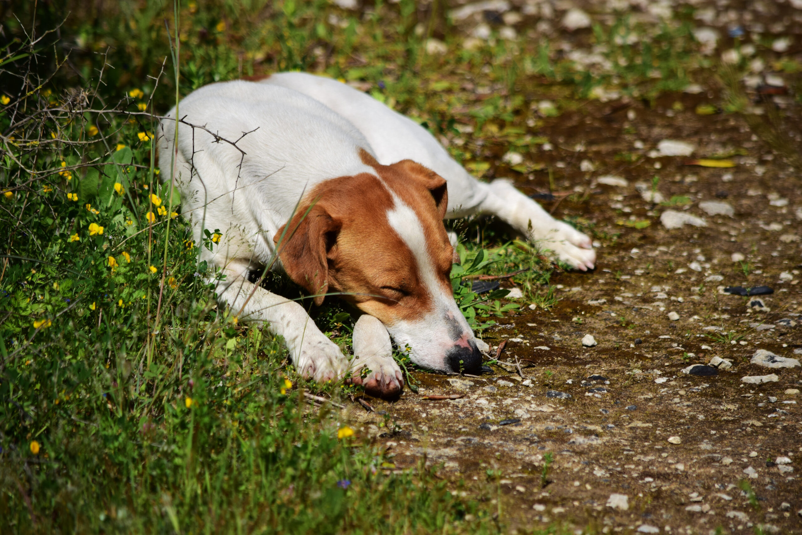 Closeup shot of Feral dog sleeping in the Maltese countryside.