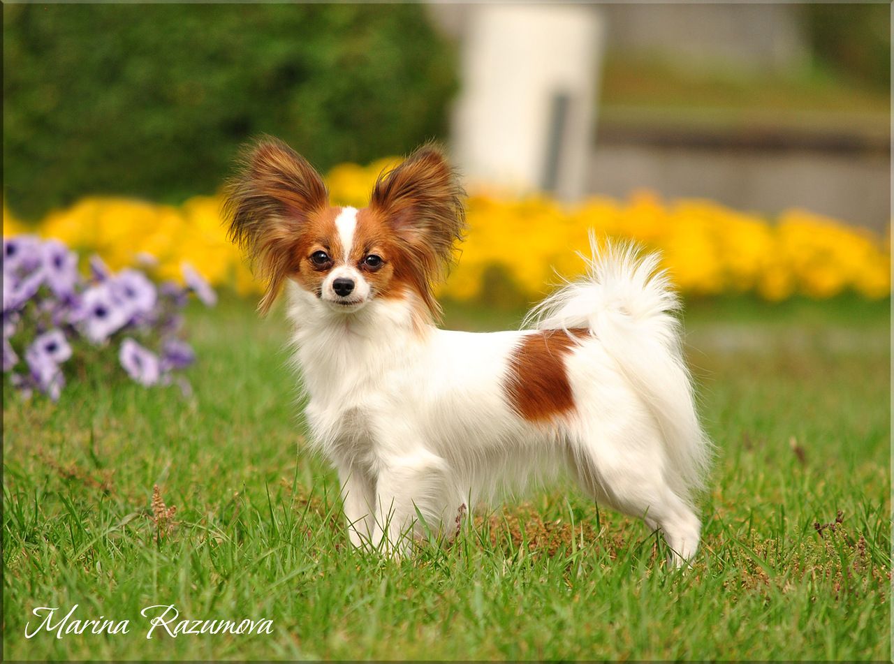 continental toy spaniel