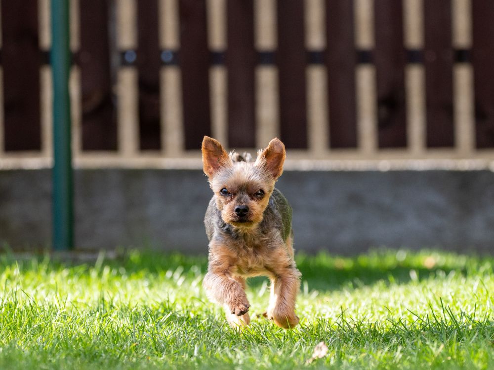 criar cachorro em espaço pequeno