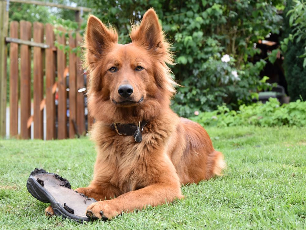 criar cachorro em espaço pequeno