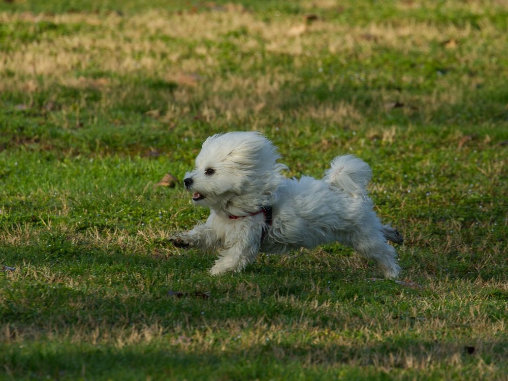 dog correndo no quintal