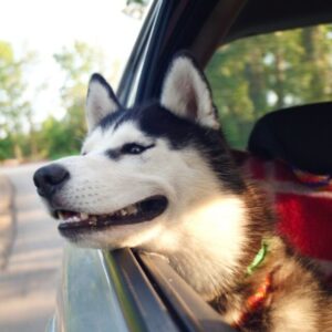 Viajando com o cachorro de carro - Foto: Canva
