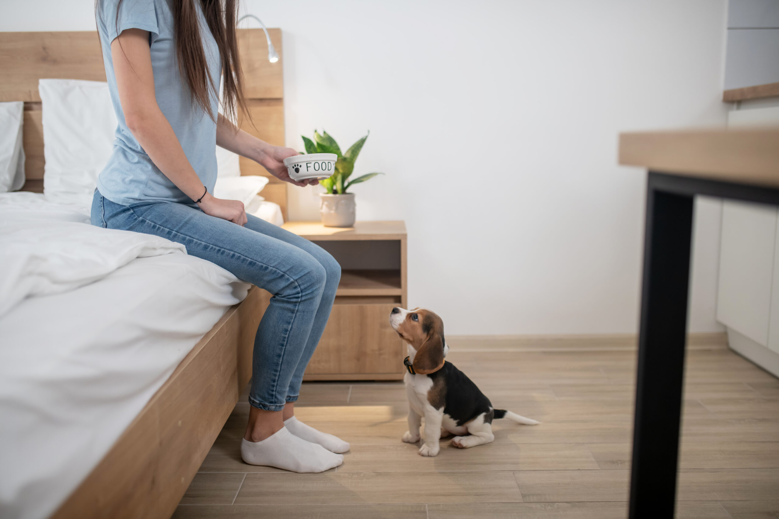 Woman teaching her young beagle the Stay command