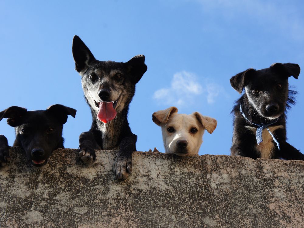 cuidados com a pele do cachorro