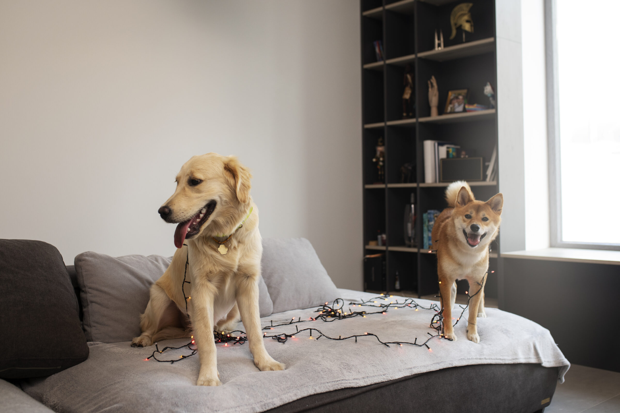 cute-smiley-dogs-with-lights-couch