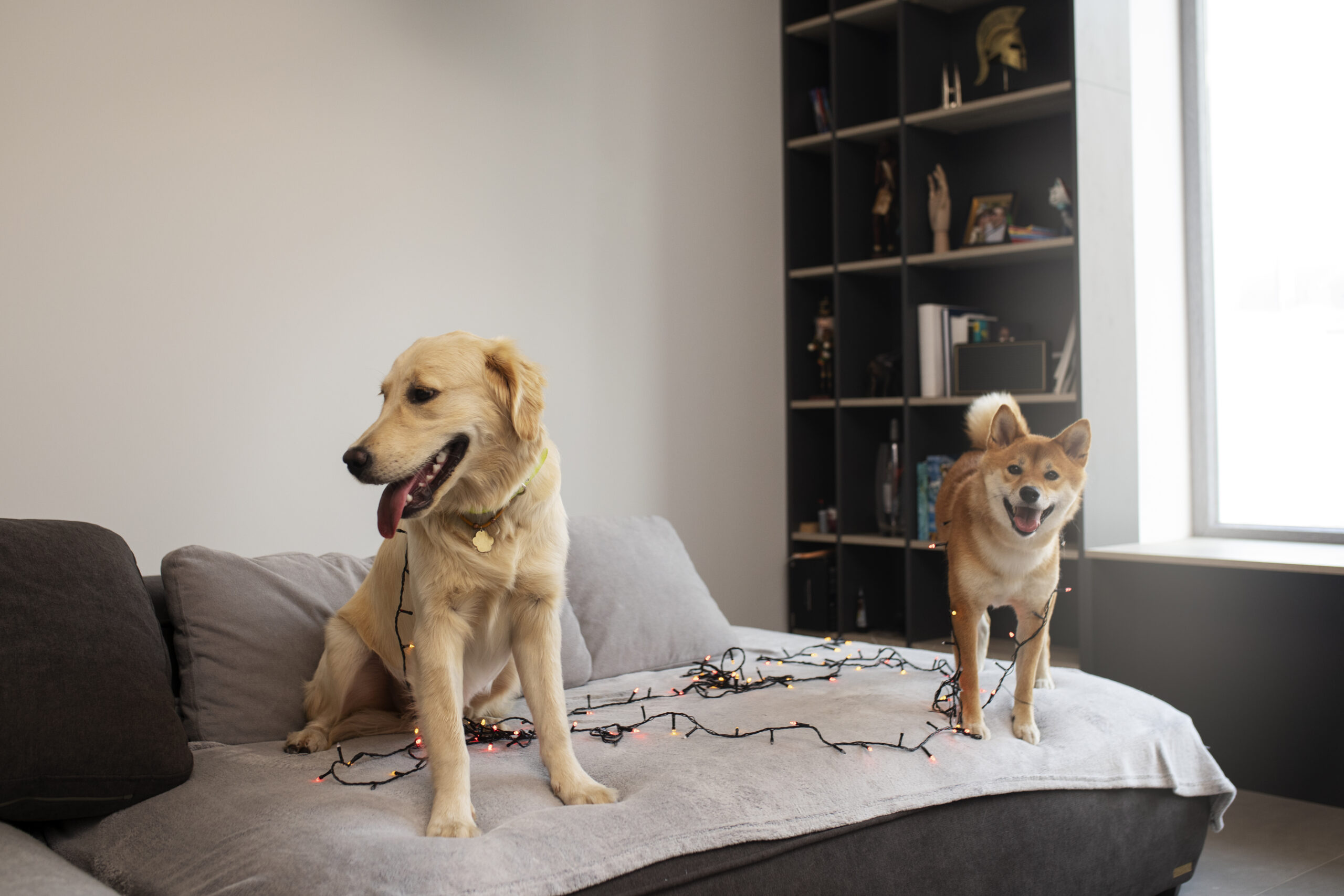 Caroços vermelhos na pele do cachorro: causas, sintomas e como agir 4 cute-smiley-dogs-with-lights-couch