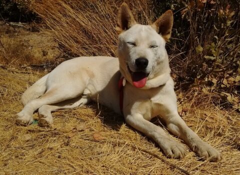 Jindo Coreano
