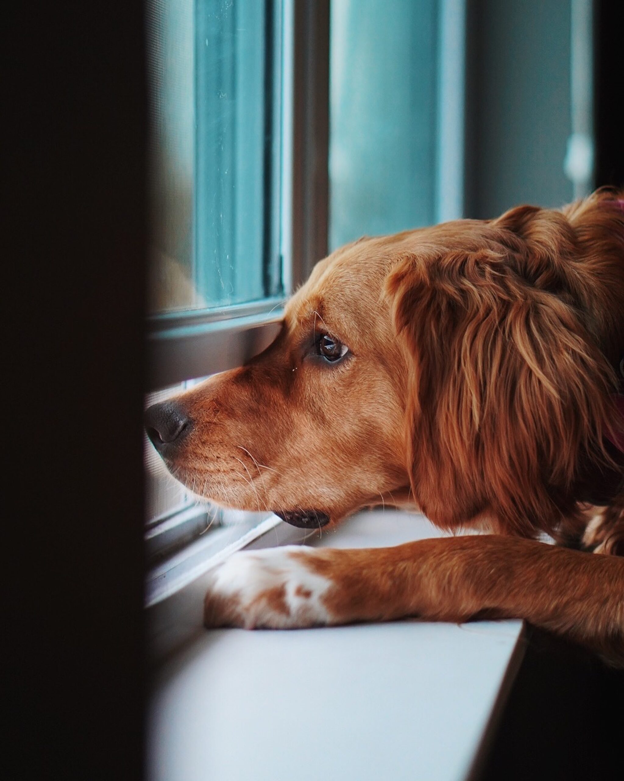 Domesticated upset Golden Retriever looking out a window and missing his owner