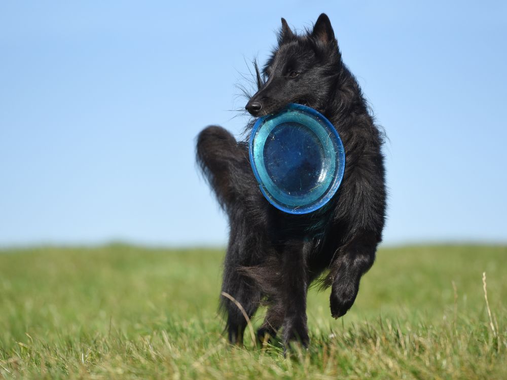 esportes para cachorro