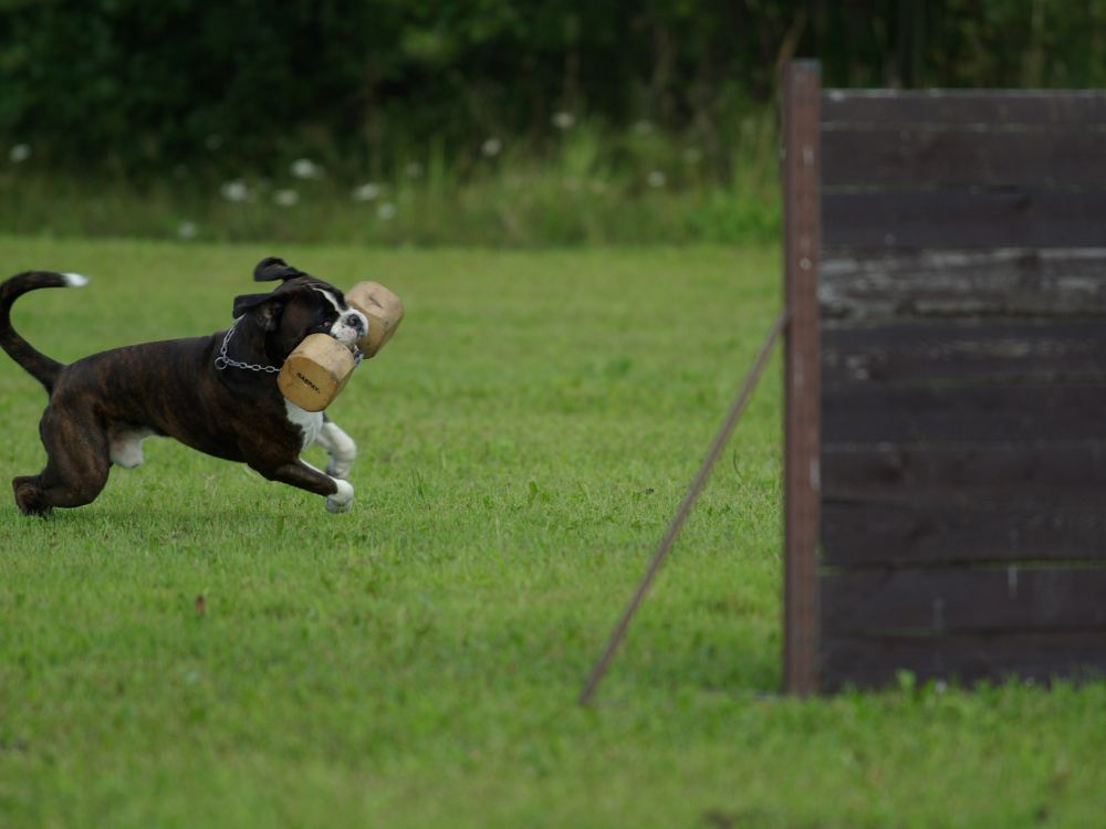 cão no parque