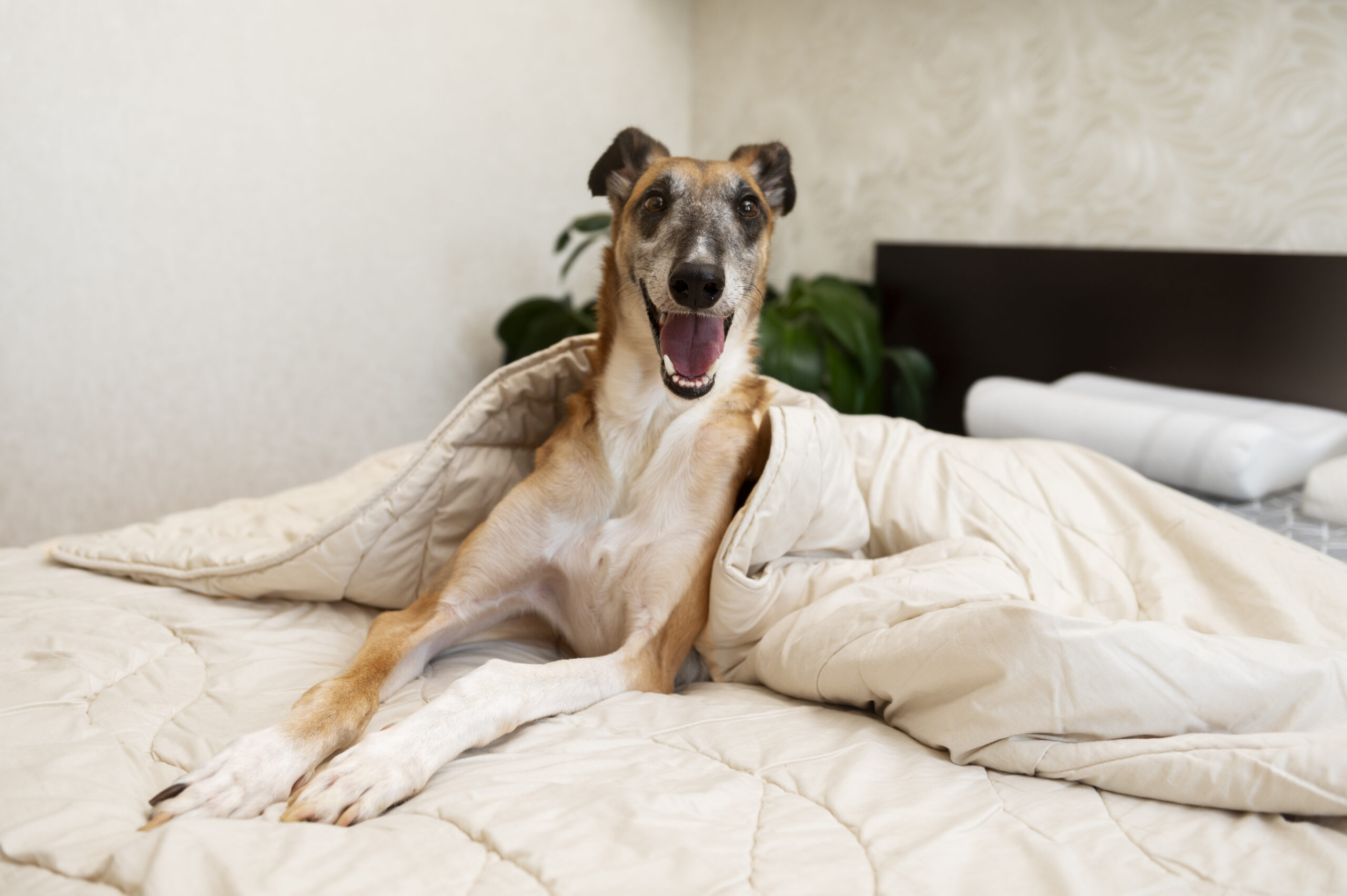 front-view-greyhound-dog-home