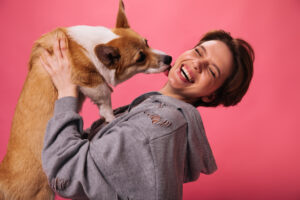 Happy girl in grey hoodie plays with corgi on pink background. Dog licks cheeck of happy woman. Lady in great mood holds domestic pet on isolated