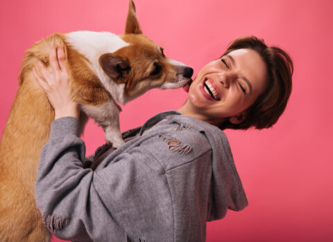 Happy girl in grey hoodie plays with corgi on pink background. Dog licks cheeck of happy woman. Lady in great mood holds domestic pet on isolated
