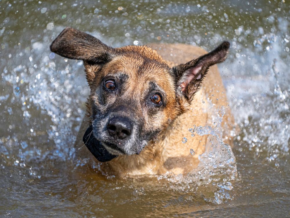 cão molhado