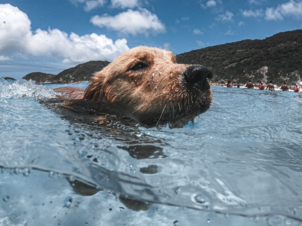cachorro na água