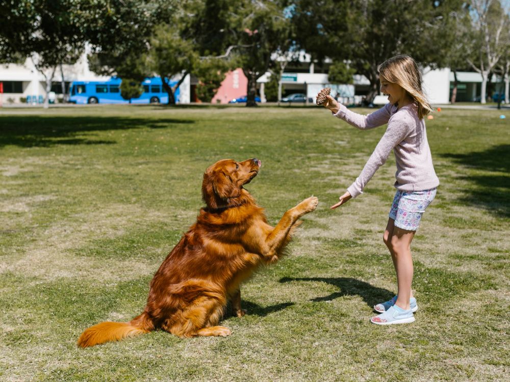 relação entre cachorros e crianças