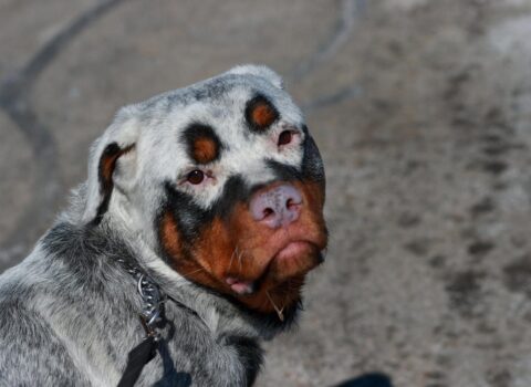 Rottweiler branco