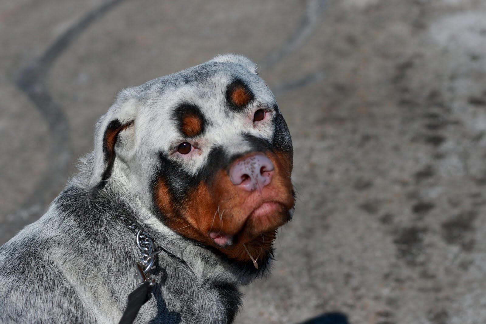 Rottweiler branco
