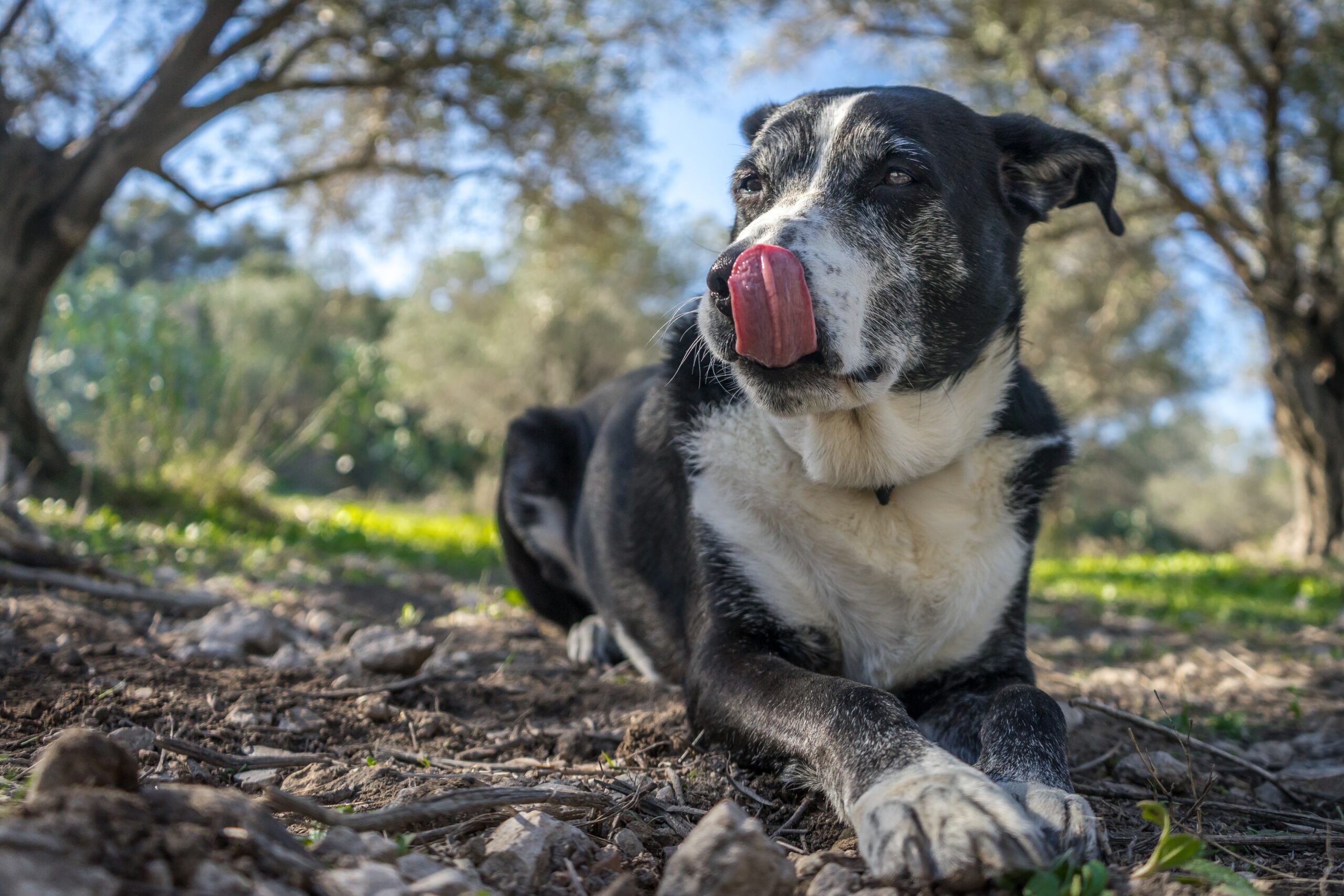 Shallow focus shot of an old dog resting on the ground while licking its nose