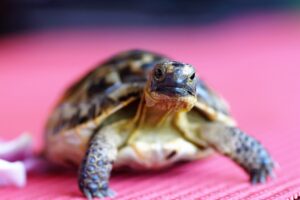 tartarugas e cágados - Foto: Pixabay
