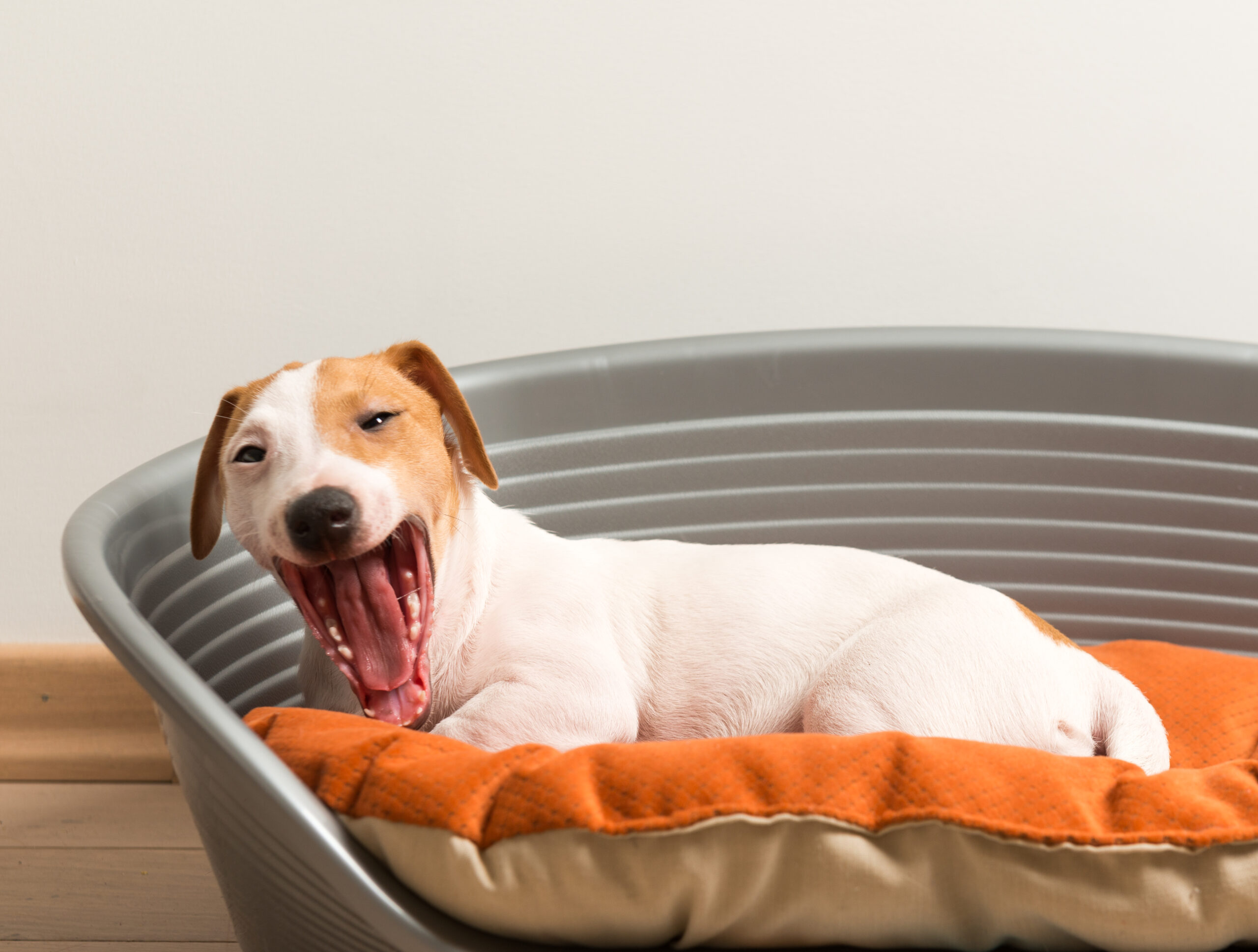 Yawn. Jack Russell Terrier Lying on Dog Bed