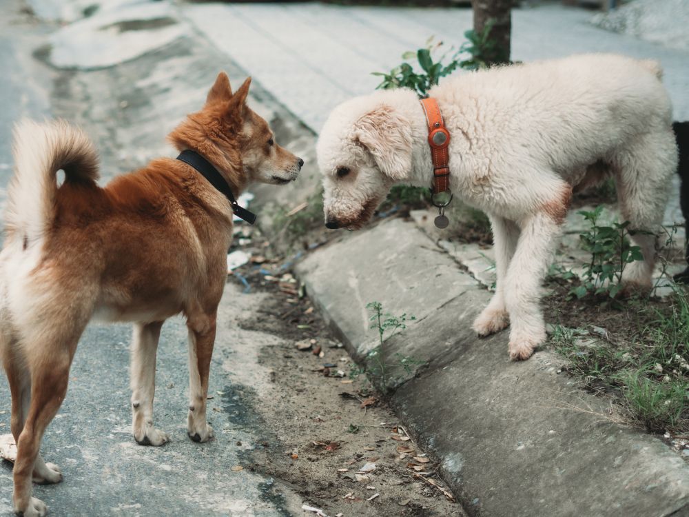 A importância da socialização para cães